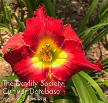 Daylily Panama Scarlet